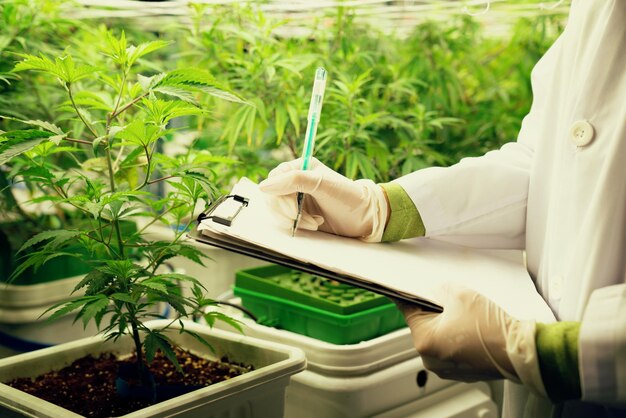 Scienziato che registra i dati dalla gratificante pianta di cannabis in una serra curativa
