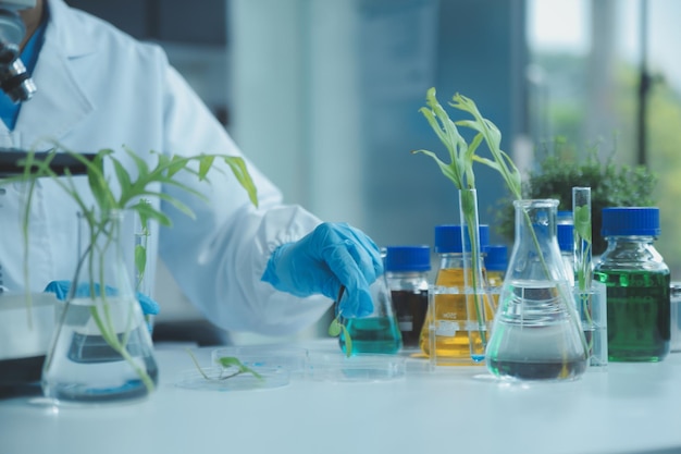 Scienziato che taglia la coltura dei tessuti vegetali in una ciotola di Petri eseguendo esperimenti di laboratorio Piccoli test di piante Asparagi e altre piante tropicali Thailandia Close-up a luce morbida