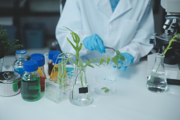 Scienziato che taglia la coltura dei tessuti vegetali in una ciotola di Petri eseguendo esperimenti di laboratorio Piccoli test di piante Asparagi e altre piante tropicali Thailandia Close-up a luce morbida