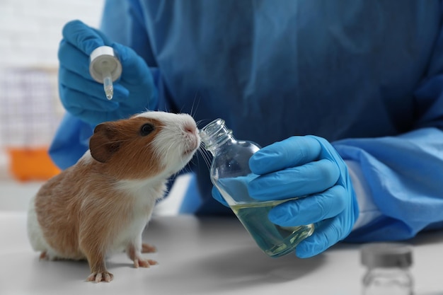 Scienziato con porcellino d'India e prodotto cosmetico in primo piano del laboratorio chimico Test sugli animali