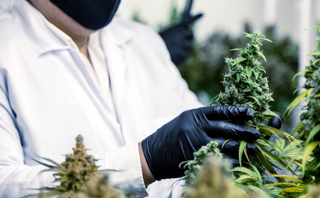 Scienziato con un guanto che raccoglie fiori di cannabis in agricoltura di controllo per laboratorio di medicina per produrre medicine