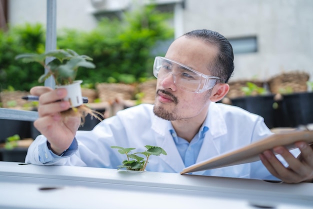 Scienziato dell'agricoltura che lavora per ricercare una pianta vegetale verde in un campo di laboratorio di biologia la biotecnologia è un esperimento di botanica tecnologica della crescita dell'agricoltura biologica in serra ecologia della natura