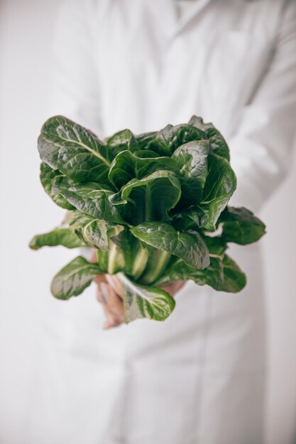 Scienziato delle colture con lattuga verde