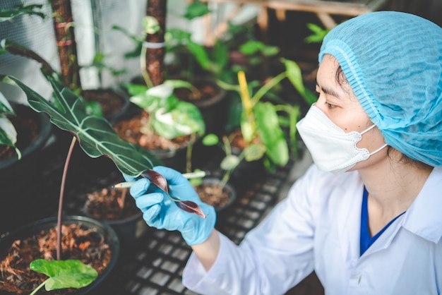 Scienziato di biologia che lavora per ricercare una pianta di crescita in serra agricola, tecnologia di scienza organica della natura o biotecnologia in laboratorio di botanica, persone che esaminano verdura per l'industria alimentare