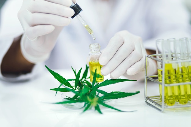 Scienziato in test di laboratorio olio di cbd estratto da una pianta di marijuana. Farmacia sanitaria dalla cannabis medica.