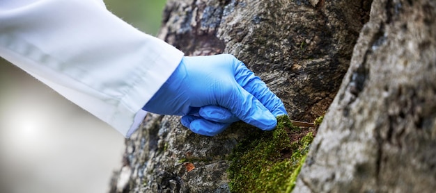 Scienziato mano muschio e albero in natura studiando la crescita nella foresta per l'analisi sostenibile delle piante Scienza ecologica e ricerca in agricoltura biotecnologia e test di sviluppo con campione verde