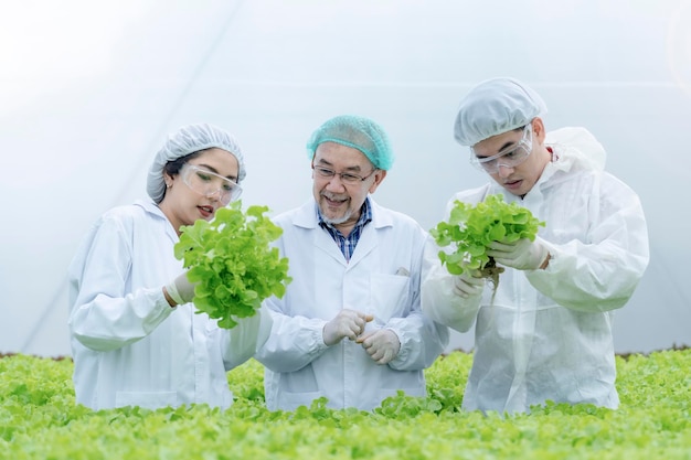 Scienziato senior e agricoltore operaio che controlla l'idroponica vegetale della lattuga in laboratorio. Uomo asiatico che si prepara a raccogliere piante organiche. industria dell'agricoltura. Giovane che prende lattuga dal vassoio crescente.