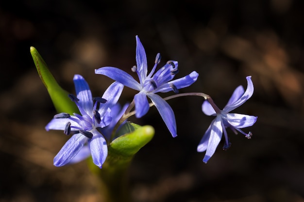 Scilla con tre fiori blu nel terreno