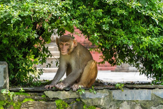 Scimmia al tempio di Swayambhunath o tempio delle scimmie a Kathmandu, Nepal. Foto d'archivio.