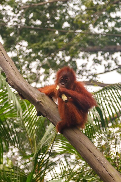 Scimmia allo zoo di Singapore