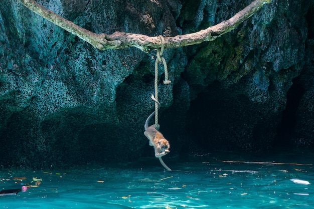 Scimmia appesa a una corda sul mare