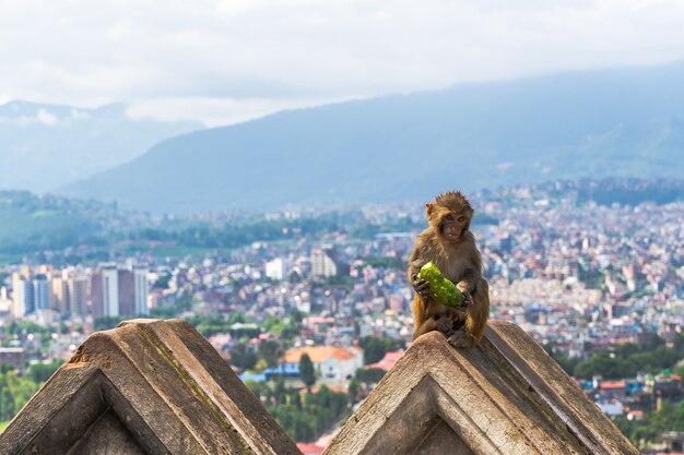 Scimmia bagnata del bambino che mangia cetriolo al tempio di Swayambhunath o al tempio delle scimmie a Kathmandu, Nepal. Foto d'archivio.