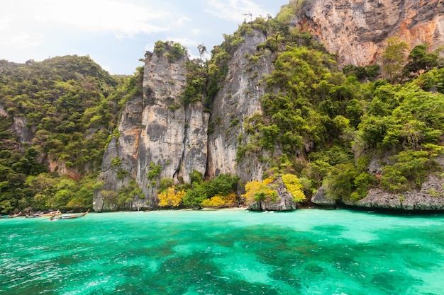 Scimmia baia nell&#39;isola di Phi Phi