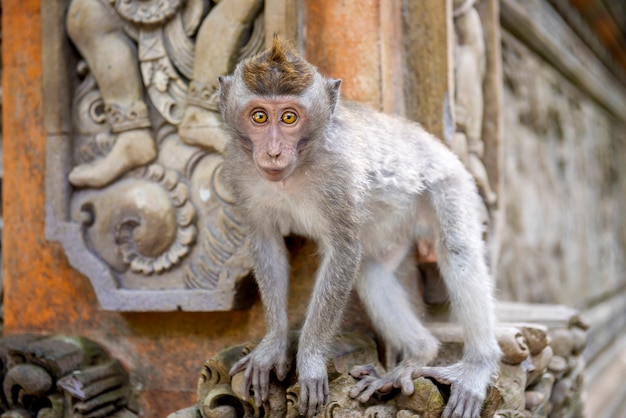 Scimmia balinese a coda lunga nel santuario