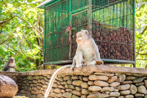 Scimmia balinese a coda lunga nel santuario