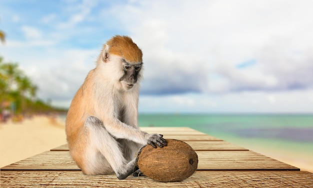 Scimmia carina con cocco sulla spiaggia tropicale