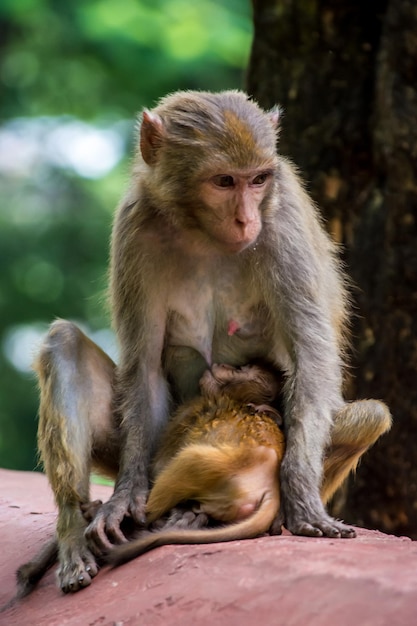 Scimmia che allatta un bambino nella foresta