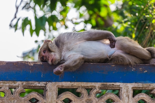 Scimmia che dorme sul recinto blu e bianco