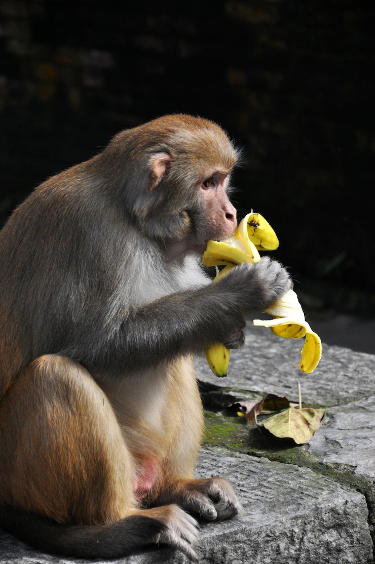 Foto scimmia che mangia banana al tempio