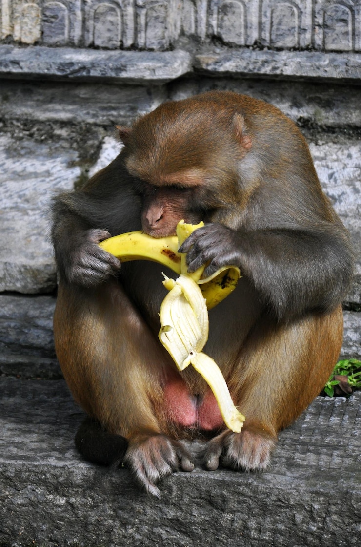 Foto scimmia che mangia banane al tempio