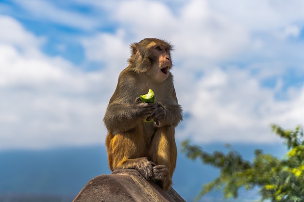 Scimmia che mangia cetriolo al tempio di Swayambhunath o al tempio delle scimmie a Kathmandu, Nepal. Foto d'archivio.