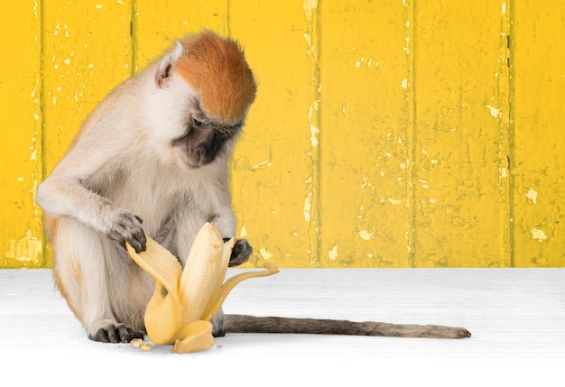 Scimmia che mangia una banana