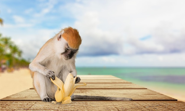 Scimmia che mangia una banana