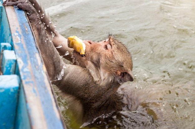 Scimmia che nuota per rubare una banana e salire la barca.