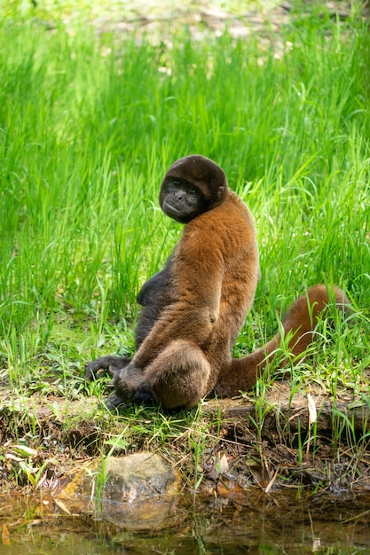 Scimmia Chorongo nella regione amazzonica dell'Ecuador, Sud America