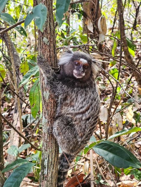 scimmia conosciuta come tamarino stellare all'aperto a Rio de Janeiro, in Brasile.