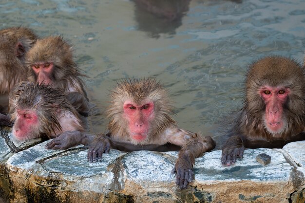 Scimmia dalle guance rosse in una sorgente di acqua calda nel Giappone