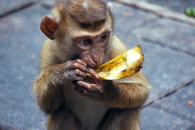 Scimmia del bambino che mangia banana