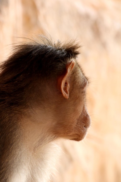 Scimmia del macaco del cofano nel forte di Badami