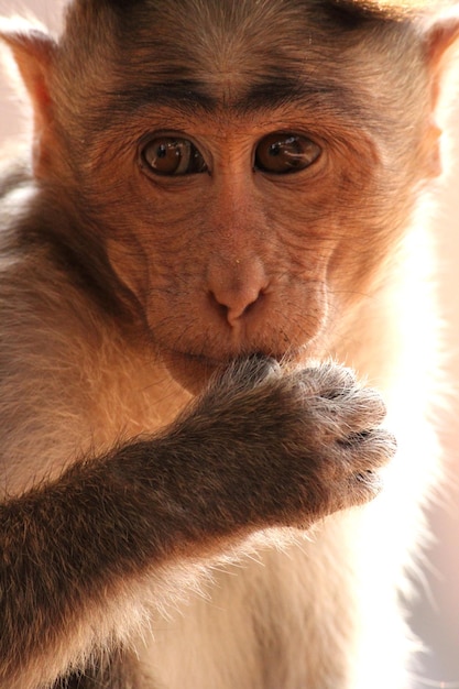 Scimmia del macaco del cofano nel forte di Badami