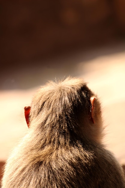 Scimmia del macaco del cofano nel forte di Badami