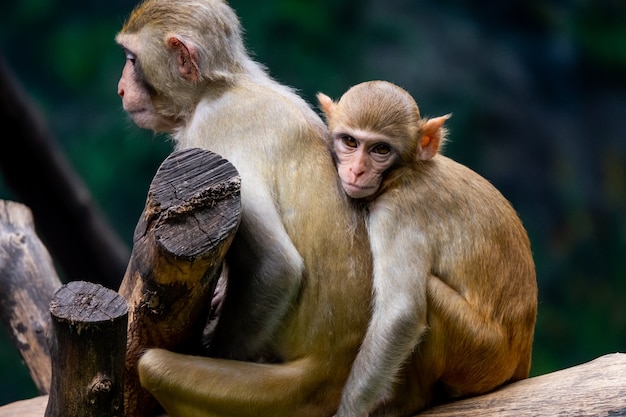 Scimmia della madre e del bambino delle coppie allo zoo