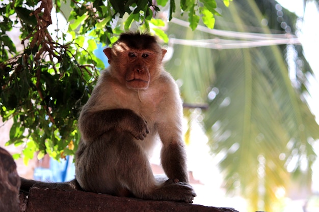 Scimmia di macaco del cofano nel forte di Badami
