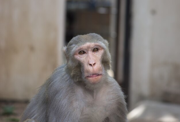 Scimmia di macaco di Rhesus che guarda stranamente