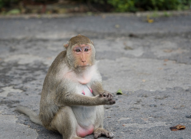 Scimmia femminile incinta che si siede sulla strada asfaltata in Tailandia. La scimmia macaco ha una pelliccia marrone e un capezzolo rosa. La moglie di Monkey aspetta suo marito. Depressione nel concetto di donna incinta.