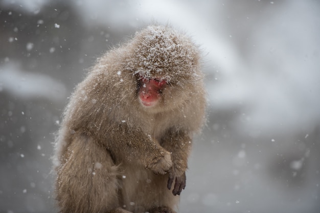 Scimmia fredda al parco Jigokudani, Giappone