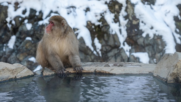 Scimmia giapponese della neve vicino alle sorgenti termali onsen in inverno. Un macaco selvaggio sulla roccia della piscina calda situata nel Parco Jigokudan, Nakano, Giappone. Macaca fuscata alla stagione invernale in montagna