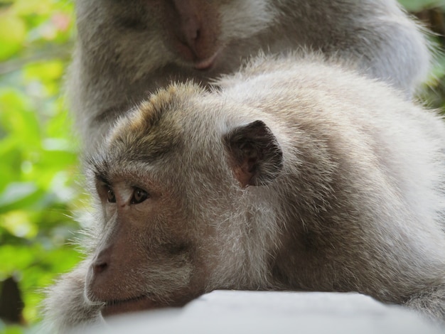 Scimmia Godendo Grooming