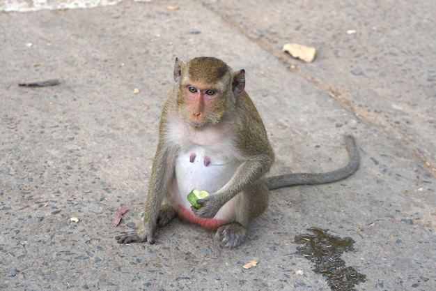 Scimmia in attesa di mangiare dai turisti