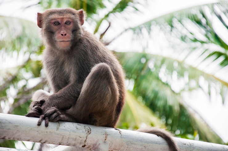 Foto scimmia in forest park in ubud - bali indonesia - fondo animale