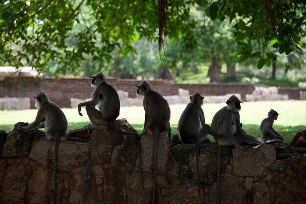 Scimmia in Sri Lanka