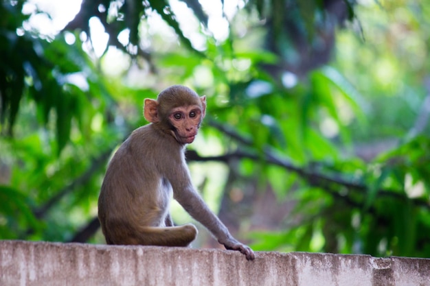 Scimmia macaco rhesus sotto l'albero