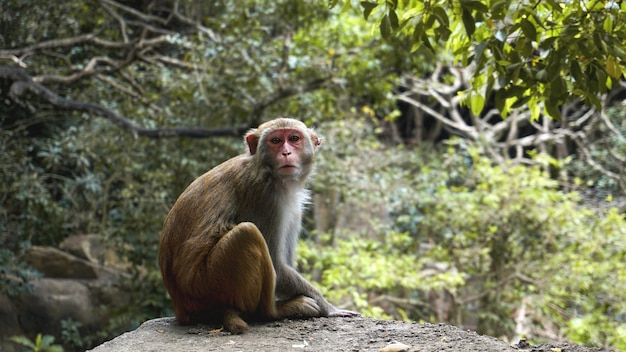 Scimmia. Macaco scimmia nella foresta pluviale