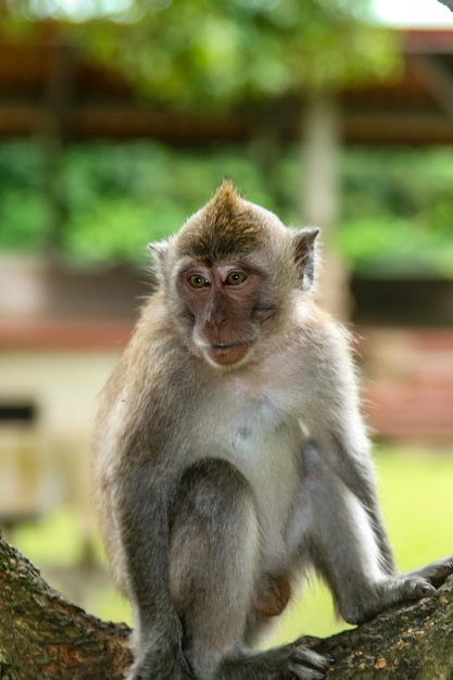 Scimmia nel parco forestale di Ubud Bali Indonesia