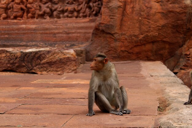 Scimmia nel tempio della grotta di Badami India