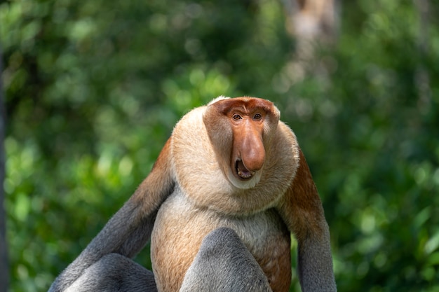 Scimmia proboscide selvaggia o larvatus di Nasalis, in foresta pluviale del Borneo, la Malesia